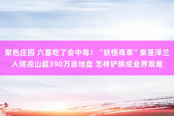 聚色庄园 六畜吃了会中毒！“妖怪毒草”紫茎泽兰入侵凉山超390万亩地盘 怎样铲除成业界艰难